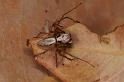 Oxyopes_variabilis_D7787_Z_88_North Stradbroke island_Australie